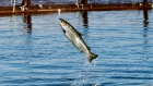 An Atlantic salmon leaps while swimming inside a farm pen near Eastport, Maine