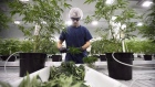 Workers produce medical marijuana at Canopy Growth Corporation's Tweed facility in Smiths Falls, Ont