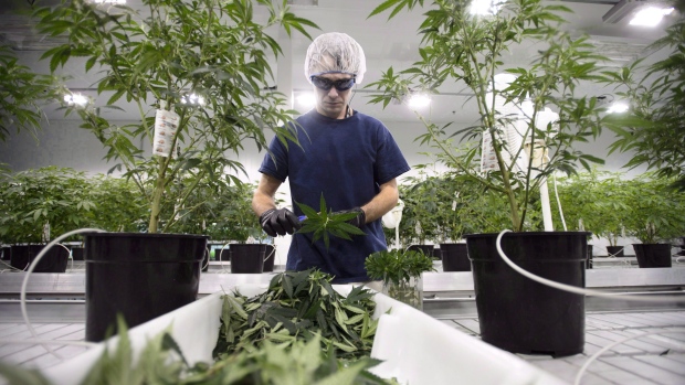 Workers produce medical marijuana at Canopy Growth Corporation's Tweed facility in Smiths Falls, Ont