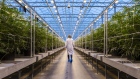 A worker walks past rows of cannabis plants growing in a greenhouse at the Hexo Corp. facility in Gatineau, Quebec, Canada. 
