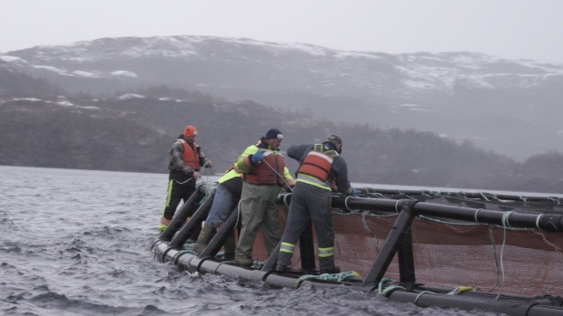Cooke Aquaculture farmers secure nets at a sea site Newfoundland in this undated handout photo