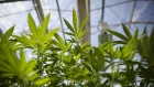 Cannabis plants grow in a greenhouse at the CannTrust Holdings Inc. Niagara Perpetual Harvest facility in Pelham, Ontario, Canada, on Wednesday, July 11, 2018. Canadian pot stocks have had a wild ride in the past year with the BI Canada Cannabis Competitive Peers Index surging about 250 percent from October to December as the road to legalization became clearer in Canada, before dropping by about 36 percent this year. 