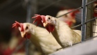 Laying hens stand in enriched housing on a farm in Manitoba