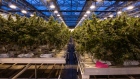 Cannabis plants grow at the CannTrust Holdings Inc. production facility in Fenwick, Ontario, Canada. 