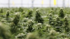 Cannabis plants grow at a WeedMD Inc. facility in Strathroy, Ontario, Canada, on Wednesday, July 17, 2019. 