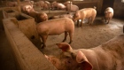 Pig farm China 