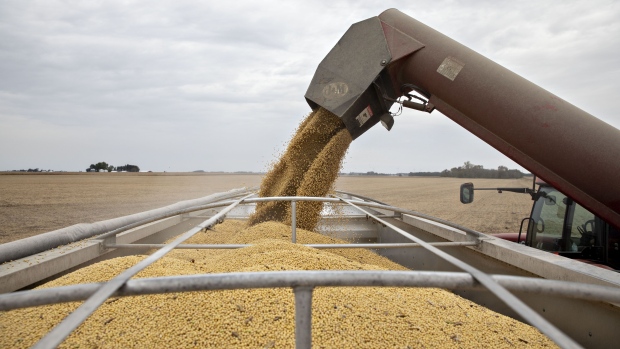 Soybeans are unloaded from a grain wagon during harvest in Wyanet, Illinois, U.S., on Saturday, Oct. 19, 2019. Hedge funds increased their net-bullish wagers in the soybean market by more than sevenfold as weather concerns creep up for crops in the U.S. and South America. Photographer: Daniel Acker/Bloomberg