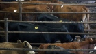 Cows stand in a holding area after being sold at auction at the Kentucky-Tennessee Livestock Market in Cross Plains, Tennessee, U.S., on Monday, July 13, 2020. The USDA raised beef projections from 260 million pounds on the month to 26.934 billion because of higher slaughter rates and heavier carcass weights, lowering the average steer price outlook by $1.80 to $106.80 per hundredweight, with lower exports and higher imports and domestic consumption, Brownfield Ag News reported. Photographer: Luke Sharrett/Bloomberg