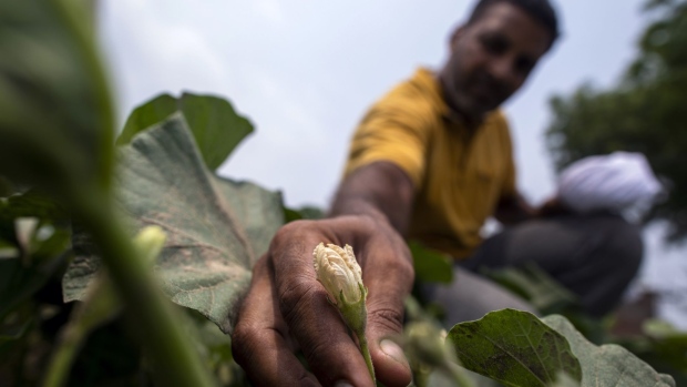 Water Crisis Forces Indian Farmers to Rethink Their Crops - BNN