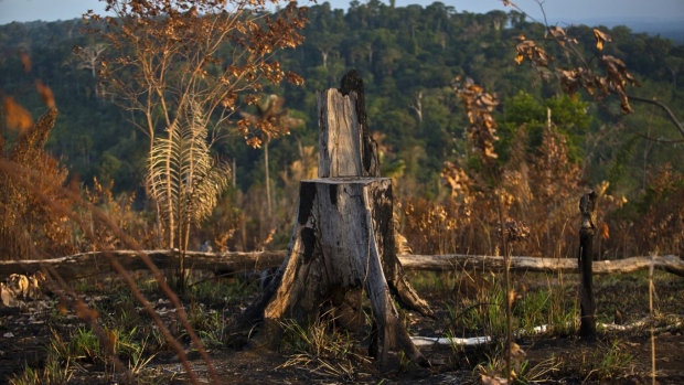 A tree stump stands in the rain forest in the southern part of the Amazonian state of Para, near Belo Monte, Brazil, on Monday, Dec. 15, 2014. The rate of deforestation Brazil's Amazon rain forest dropped 18 percent over the last year, according to a report by the country's environment minister in November.