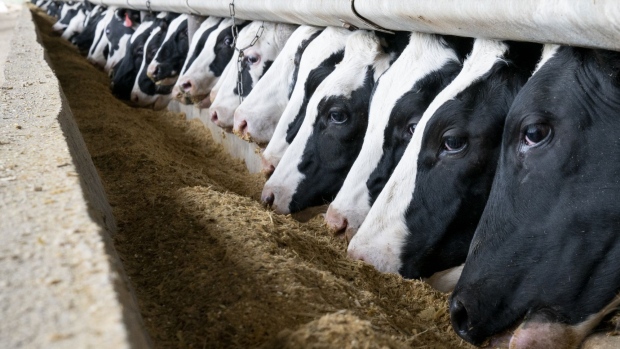 Cows join carbon market in quest to curb planet-warming burps - BNN  Bloomberg