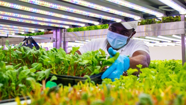 A migrant worker adjusts lettuce inside an indoor hydroponic farm operated by Green Container Advanced Farming LLC (GCAF) in a Carrefour SA grocery store in Dubai, United Arab Emirates, on Monday, Nov. 9, 2020. While vertical farming frees up arable land and uses 95% less water, creating the ideal conditions for growing plants ends up consuming much more energy than traditional methods. Photographer: Christopher Pike/Bloomberg