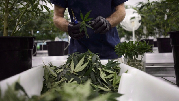 Canopy to shut down Niagara facility, lay off 30, in latest cost-cutting push