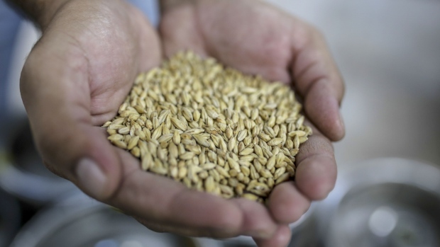 Canada makes rare import of European barley after drought