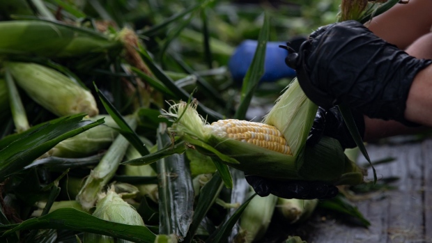 A worker shucks corn during a harvest at a farm in Lansing, Michigan, U.S., on Thursday, Aug. 12, 2021. Corn prices rose after a U.S. report chopped estimates for yields, bringing down prospects for production this season. Photographer: Emily Elconin/Bloomberg