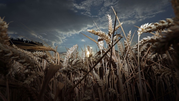 Wheat prices surge to 2012 high, threatening to speed food inflation