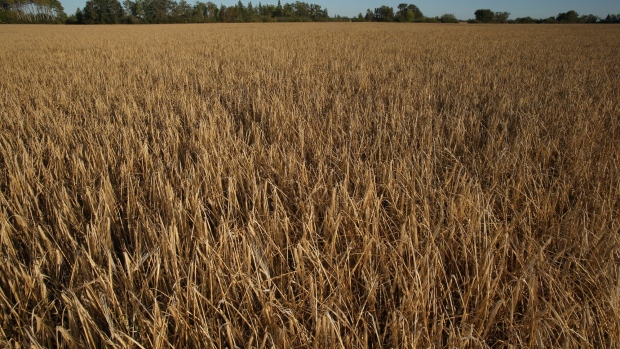 Harvest bust leaves Canadian grain companies scrambling