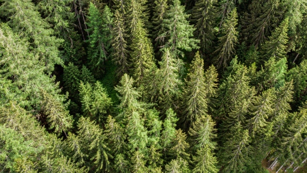 Trees stand in an alpine forest near Feistritz am Kammersberg, Austria on Wednesday, June 24, 2020. CLT uses a high-tech manufacturing process that turns ordinary wooden planks, often made from Spruce trees, into structures that can bear thousands of tons of weight. Photographer: Akos Stiller/Bloomberg