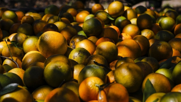 Oranges in a basket during a harvest in Avon Park, Florida. Photographer: Eva Marie Uzcategui/Bloomberg