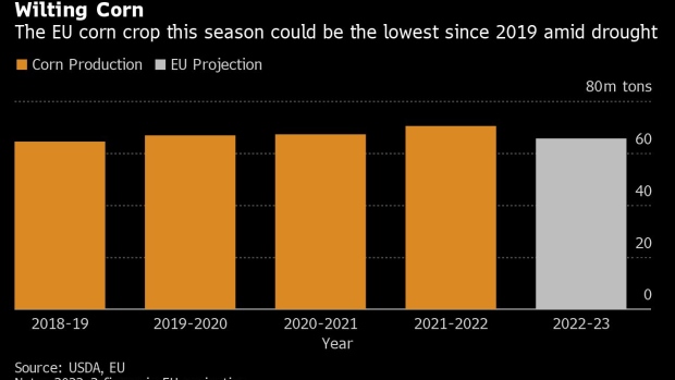 Europe's Parched Earth Hits Corn as Climate Crisis Reverberates - BNN Bloomberg