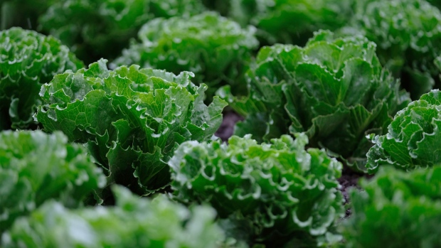Lettuce prices spike amid shortage, some restaurants pull greens off menus