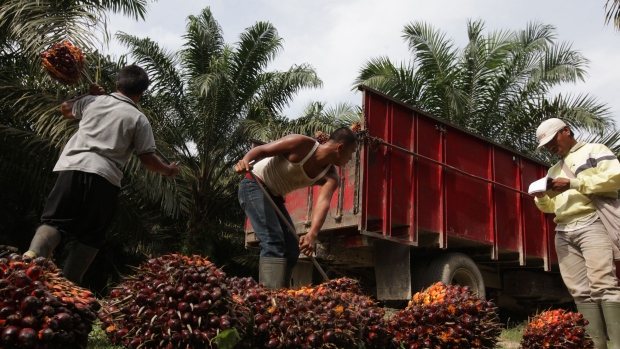 Conglomerate Godrej is 125 years old to expand oil palm plantations| Roadsleeper.com