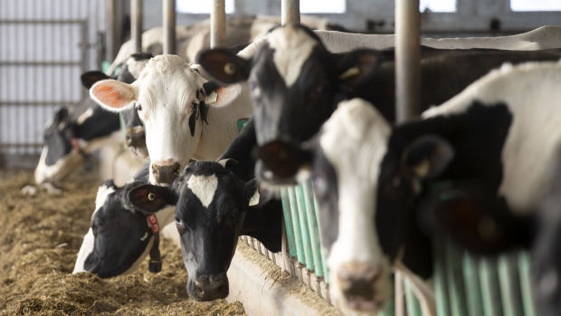 US Seeks Fresh Dispute-End Trade Talks on Canada Dairy Quotas - BNN  Bloomberg