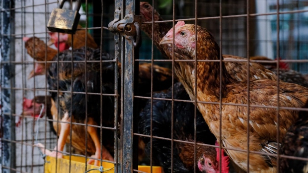 Philippine Poultry Firm Bounty Considers $500 Million IPO in Manila - BNN  Bloomberg