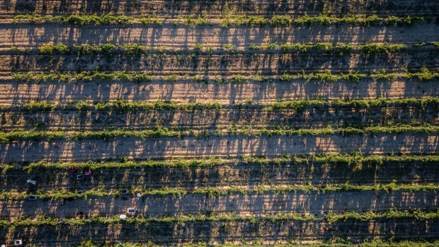 A vineyard during a drought in Catalonia, Spain. Photographer: Angel Garcia/Bloomberg