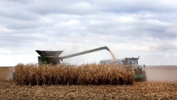 Farmers from harvest corn in a field near McIntire, Iowa. 