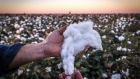 A farmer inspects cotton in a field on the outskirts of Moree, New South Wales, Australia, on Thursday, April 15, 2021. China accounted for about 35% of Australia’s A$2.56 billion ($1.8 billion) cotton export trade in 2018-19, according to Department of Foreign Affairs and Trade data. Other major importers include Vietnam, Indonesia, Thailand and India. Photographer: David Gray/Bloomberg