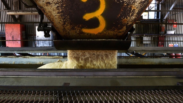 Raw sugar is loaded onto a conveyor at a Wilmar Sugar Australia Ltd. processing plant near Ayr, Queensland, Australia. Photographer: Carla Gottgens/Bloomberg