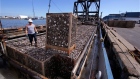 In this Thursday, May 19, 2016, photo, a basket of quahog clams are offloaded