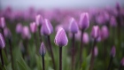 Purple tulips bloom at a bulb farm