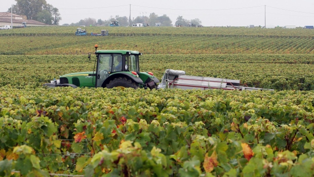 The Chateau Margaux harvest