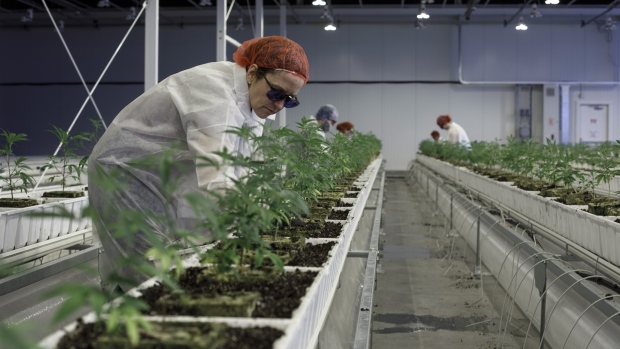 Employees tend to marijuana plants at the Aurora Cannabis Inc. facility in Edmonton, Alberta, Canada, on Tuesday, March 6, 2018. 