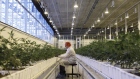 An employee tends to marijuana plants at the Aurora Cannabis Inc. facility in Edmonton, Alberta, Canada. 