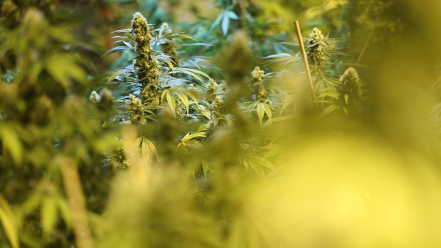 Marijuana plants grow at a Bonify facility in Winnipeg, Manitoba, Canada. 
