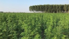 CROP & XHemplar’s joint venture Italy property, approximately 600,000 healthy high CBD hemp plants.