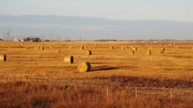 Saskatchewan, Wheat