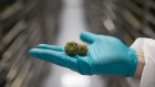 An employee displays a cannabis bud in a greenhouse in Ontario