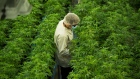 Canopy Growth. marijuana 