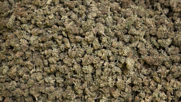 Dried cannabis buds sit in a bin at a harvest facility in Ontario, Canada. 