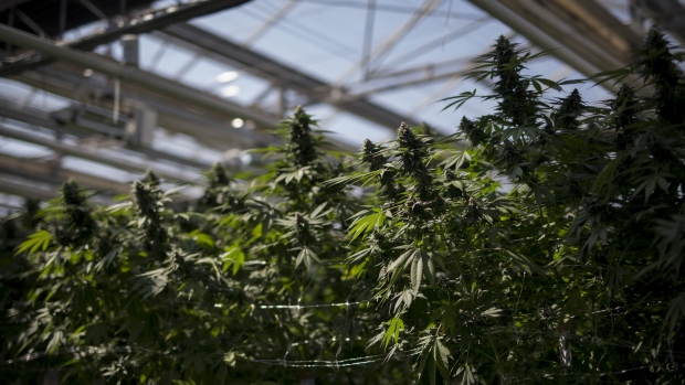 Cannabis plants grow in a greenhouse in Ontario.