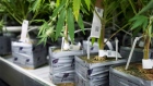 Cannabis plants 