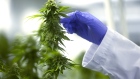 A worker inspects cannabis plants 