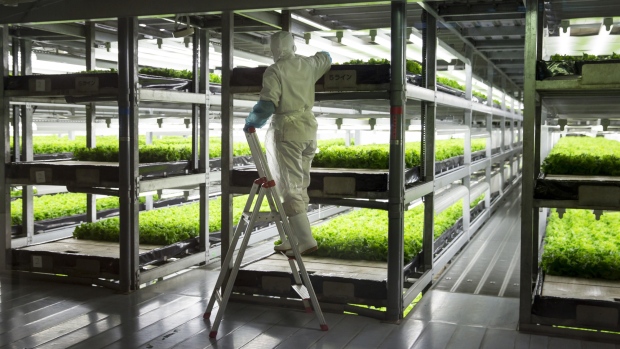 Spread’s Kameoka farm yields 300 heads of lettuce a square meter annually. Photographer: Tomohiro Ohsumi/Bloomberg
