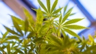 Cannabis leaves sit on plants growing in a greenhouse in the GW Pharmaceuticals Plc facility in Sittingboune, U.K. on Monday, Oct. 29, 2018. The U.K. is the biggest producer of cannabis for medical and scientific purposes, according to the United Nations. 