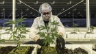 An employee tends to marijuana plants at the Aurora Cannabis Inc. facility in Edmonton, Canada. 