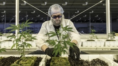 An employee tends to marijuana plants at the Aurora Cannabis Inc. facility in Edmonton, Canada. 